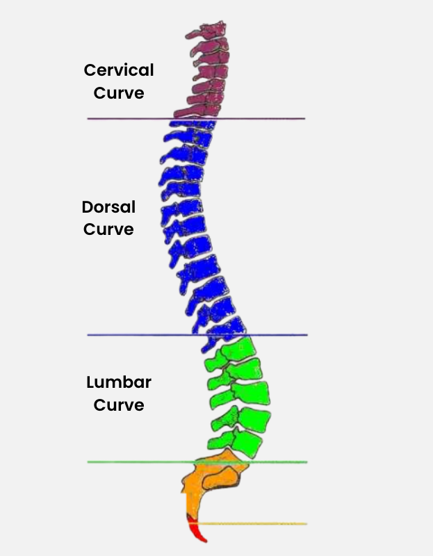 Concept of the Design of BRUNAULT Lombar Supports (3)