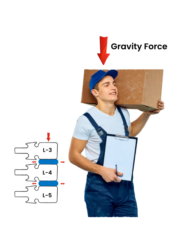 Copy of Type de Dos_ Dos Plat (1)