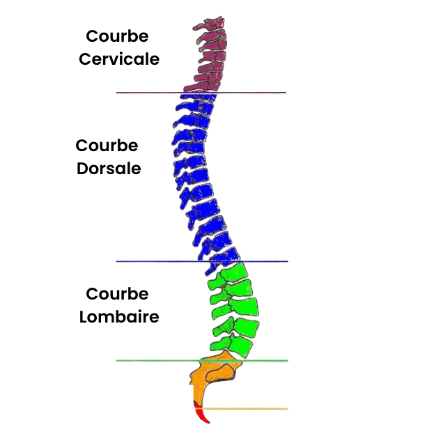 Courbe Cervicale (1)