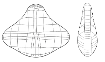 Chaque vertèbre s’articule avec la vertèbre sus et sous-jacente (sauf l’atlas et les vertèbres coccygiennes). Les vertèbres s’articulent par trois articulations, le disque intervertébral et les deux articulations interapophysaires postérieures. La solidité est principalement assurée par les ligaments et les muscles rachidiens antagonistes du mouvement.
